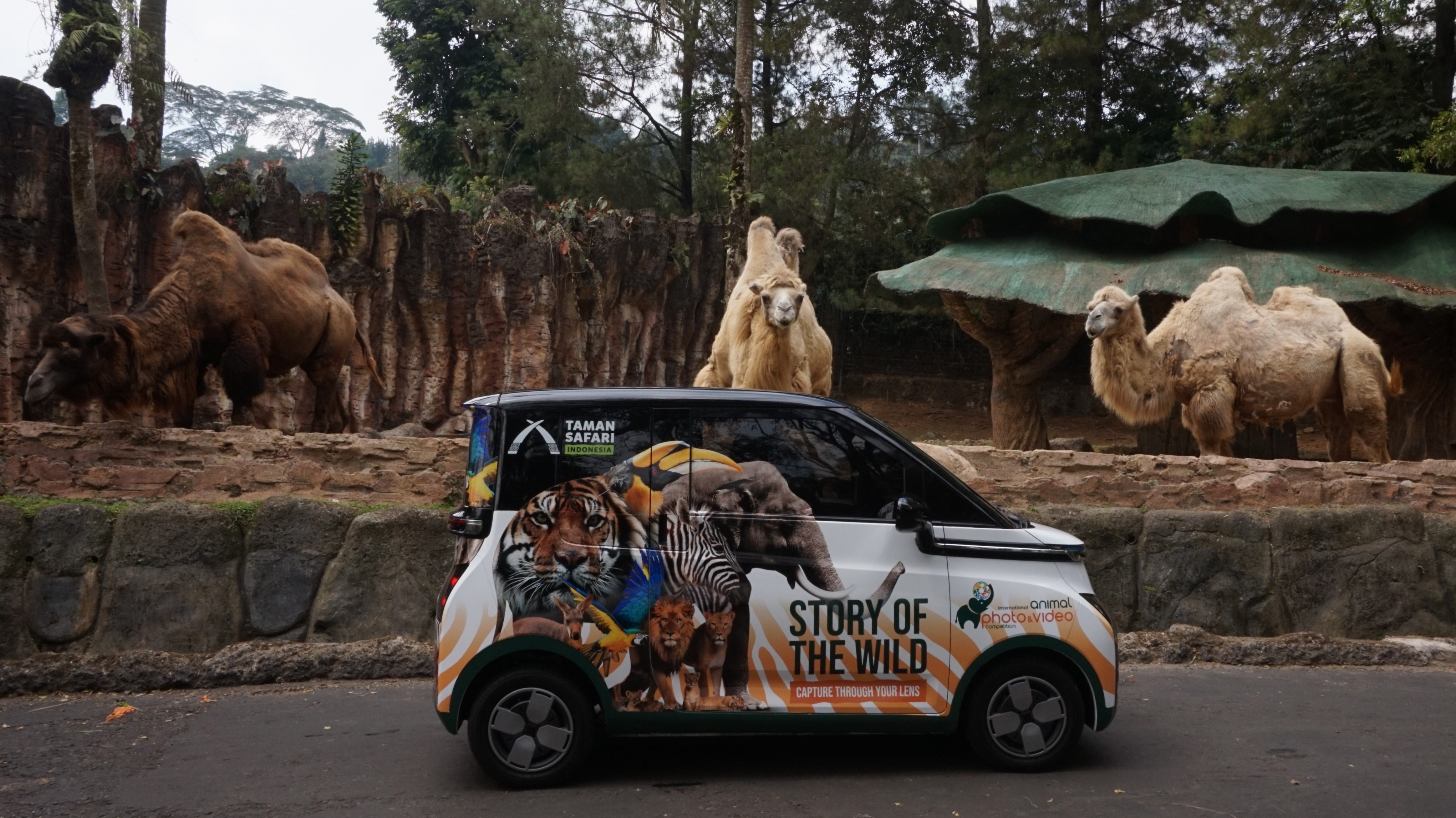 Image Taman Safari Indonesia Menggelar IAPVC 2023, Berhadiah Utama 1 Unit Wuling Air ev